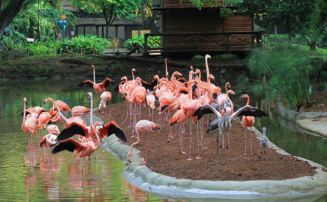 Zoológico de Cali, Colombia.