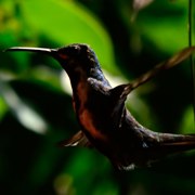 Flora y fauna de Cali, Colombia.