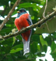 Avistamiento de aves en Cali, Colombia.
