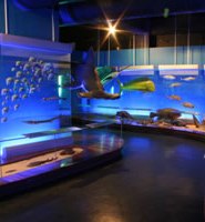 Museo Dptal de Ciencias Naturales "Federico Lehmann en Cali, Colombia