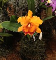 Orquideorama en Cali Colombia