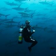 Aventura y naturaleza en el Santuario de Flora y Fauna Malpelo