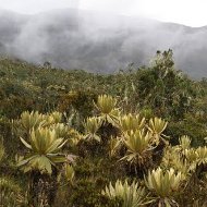 El Parque Regional Natural P�ramo del Duende