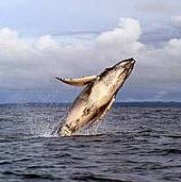 Avistamiento de Ballenas Jorabadas en el Pac�fico del Valle del Cauca