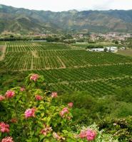 El Bosque que Camina - Sevilla Valle del Cauca